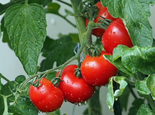 mokrá rajčata