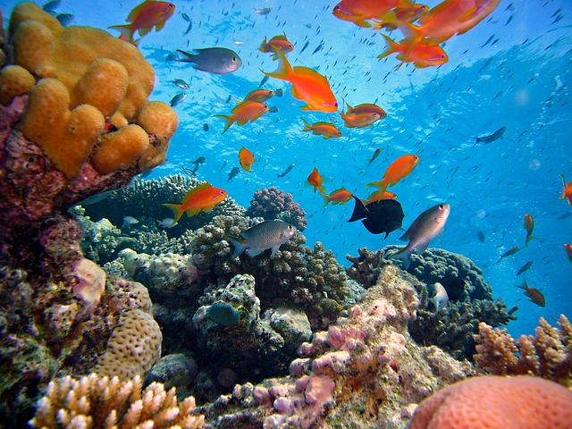 korálový útes a rybky